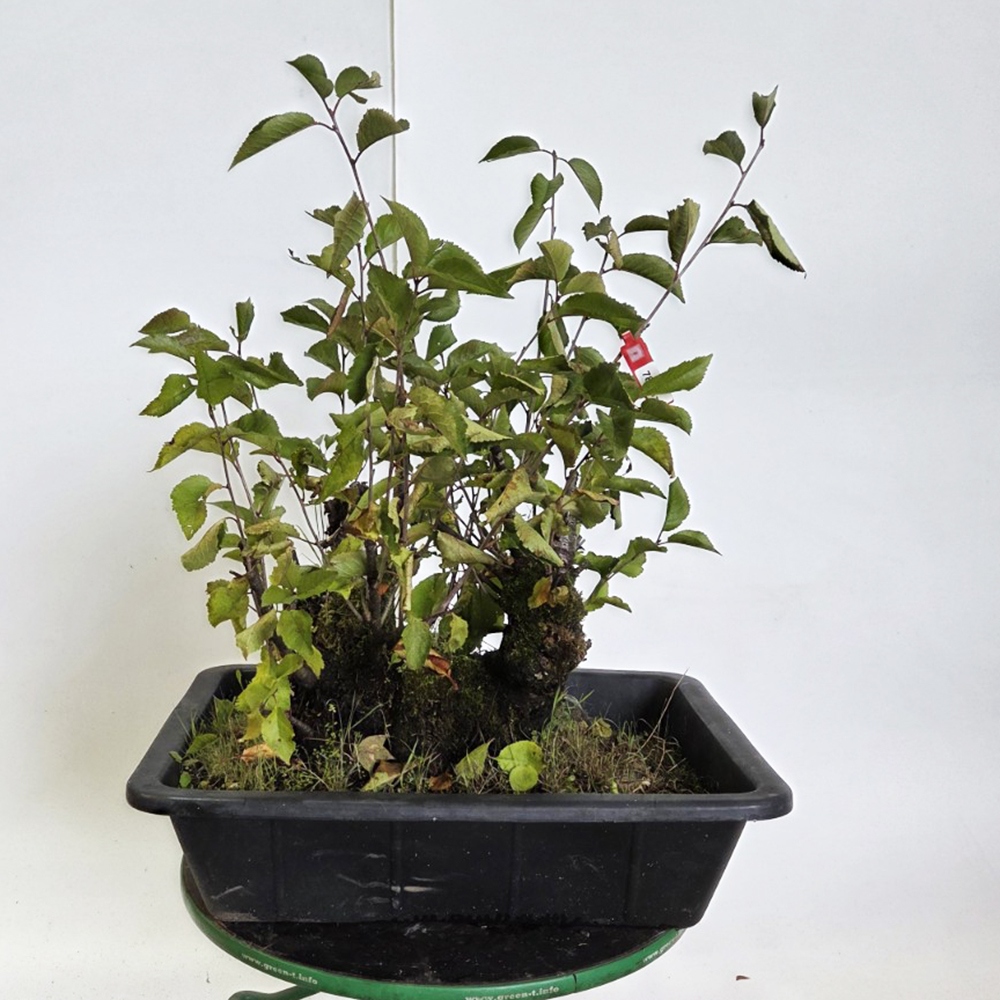 Outdoor bonsai Cherry - Prunus aviata