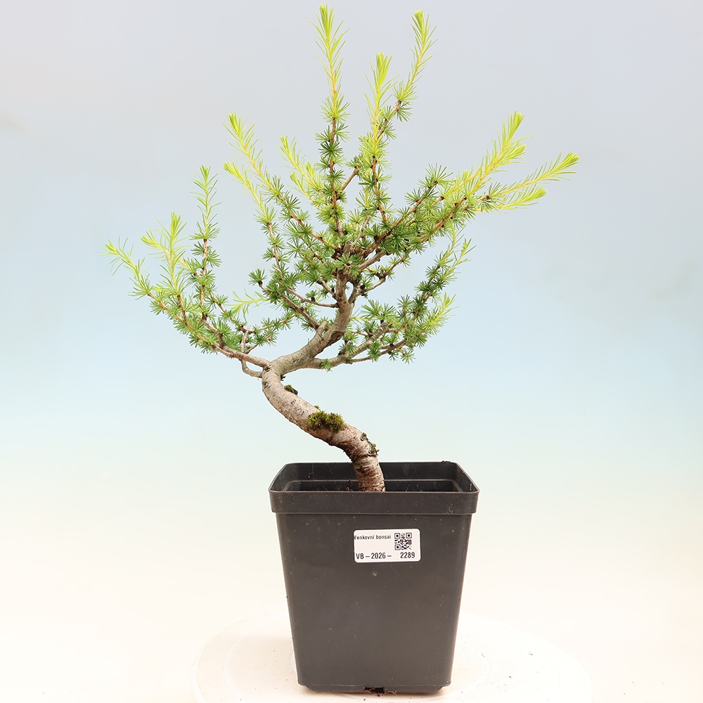 Outdoor bonsai -Larix decidua - Larch