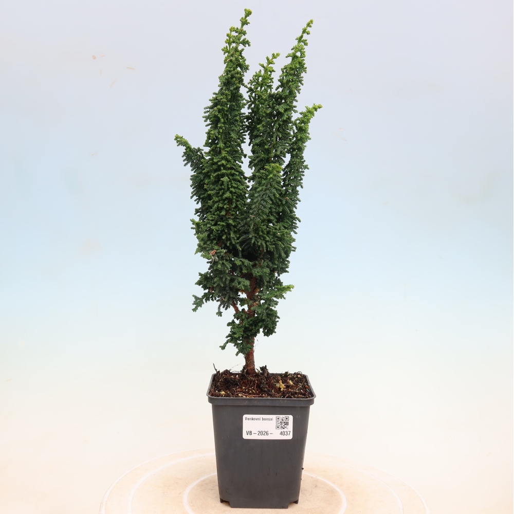 Outdoor bonsai - Cham. obtusa SEKKA HINOKI - Cypress