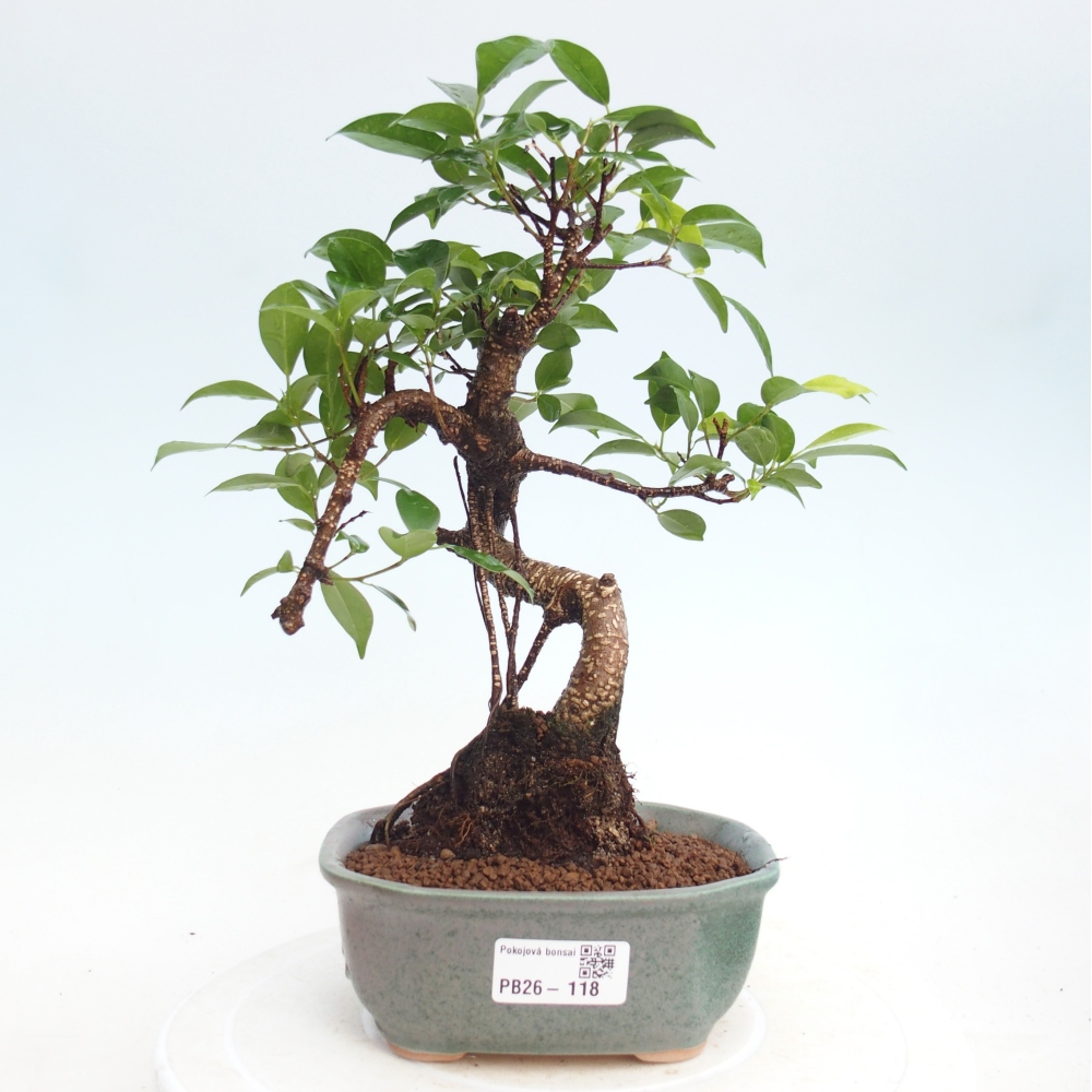 Room bonsai - Ficus retusa - small-leaved ficus