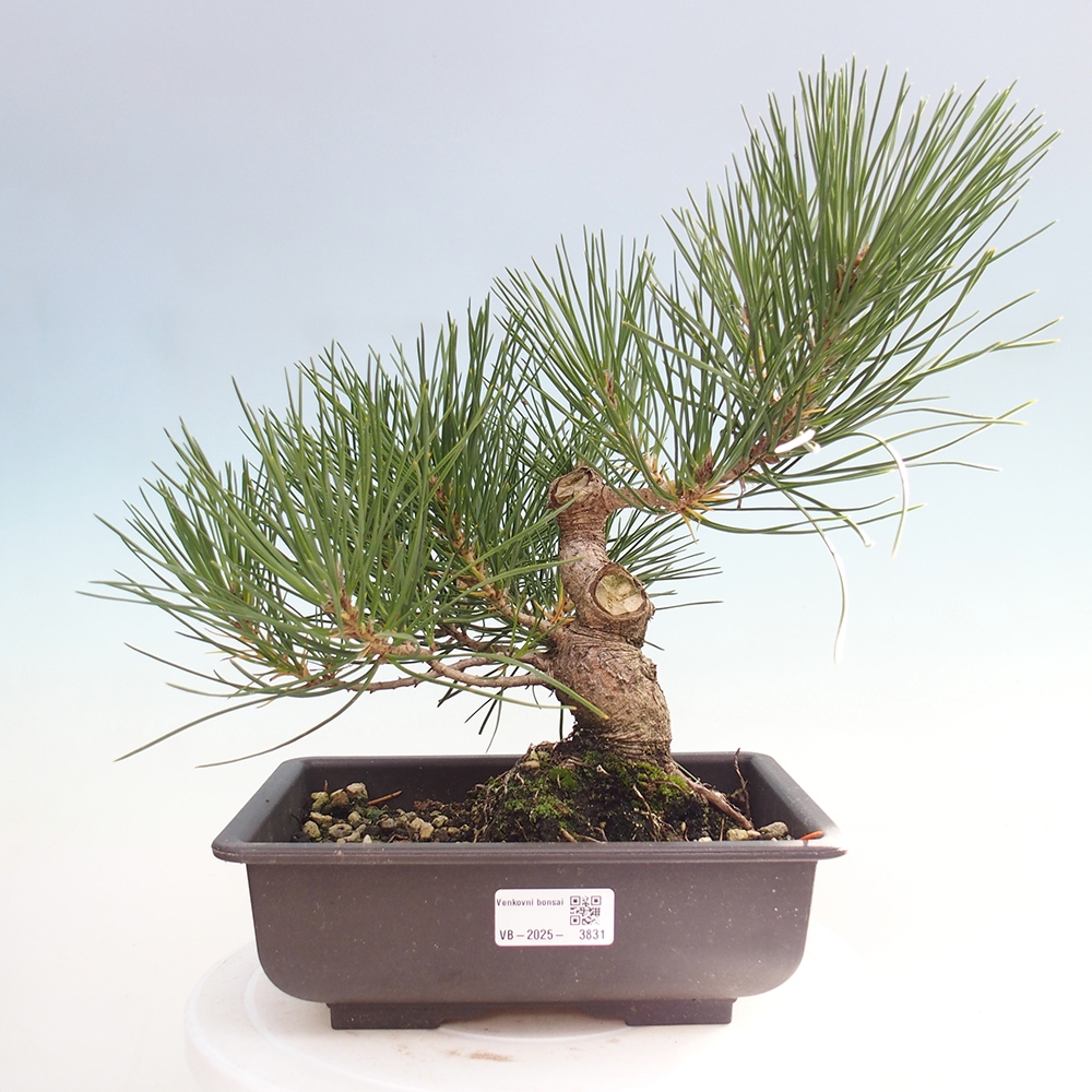 Outdoor bonsai - Pinus thunbergii - Thunberg pine