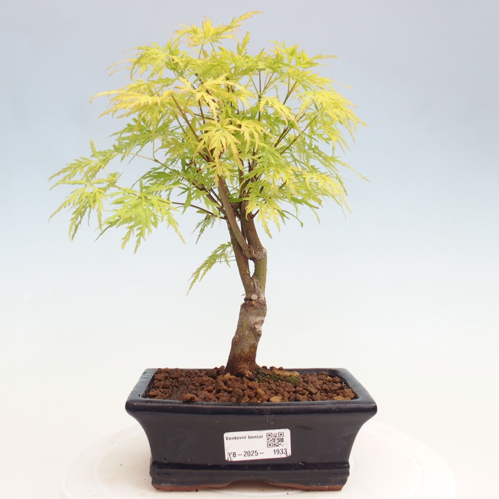 Outdoor bonsai - Acer palmatum Dissectum - Japanese Maple 