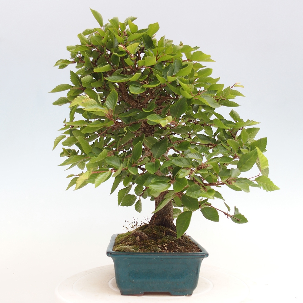 Outdoor bonsai - Carpinus Coreana - Korean hornbeam