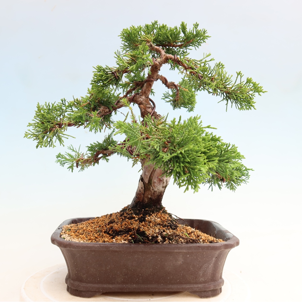 Outdoor Bonsai - Juniperus chinensis Itoigawa - Chinese Juniper