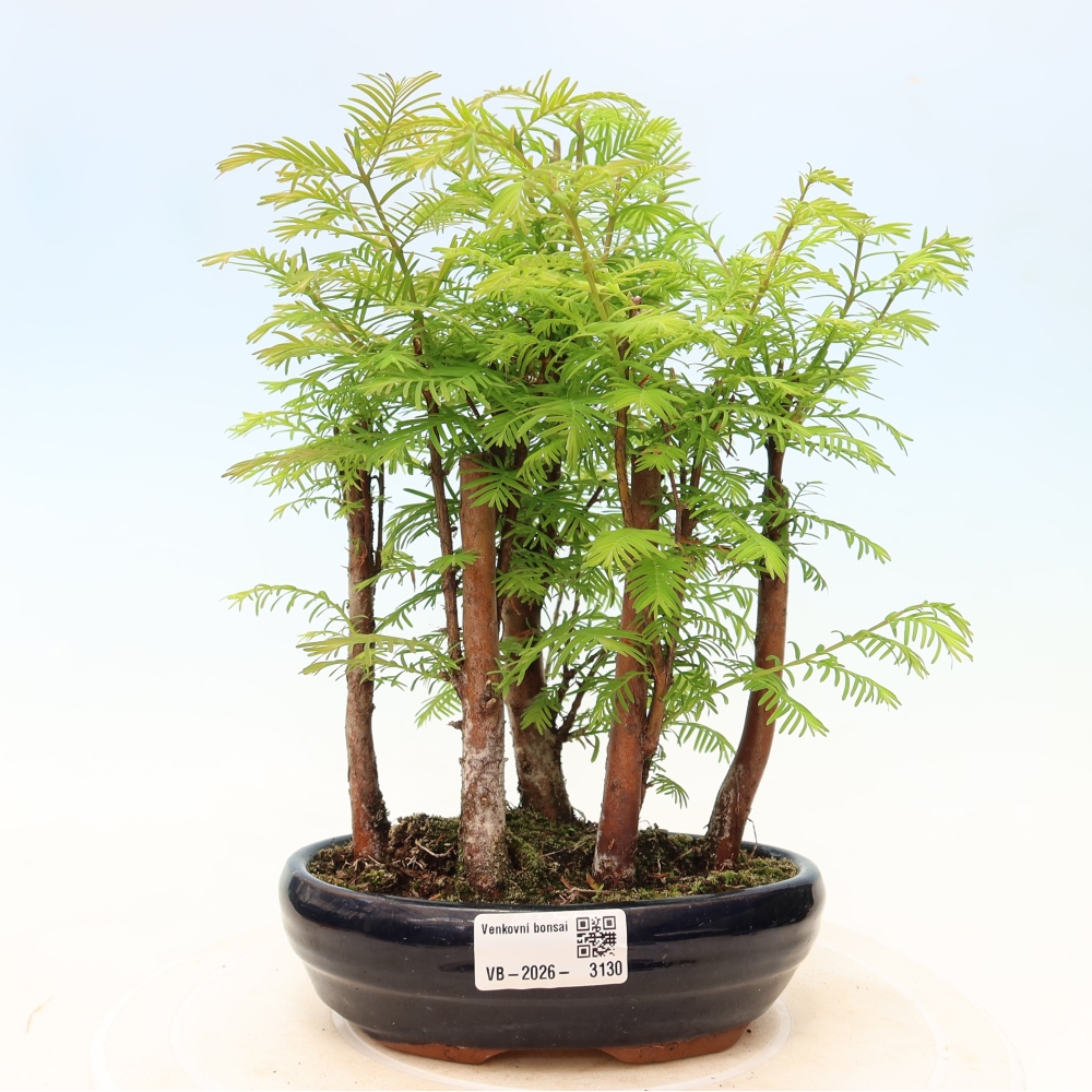 Outdoor Bonsai - Metasequoia glyptostroboides - Chinese Metasequoia - Grove
