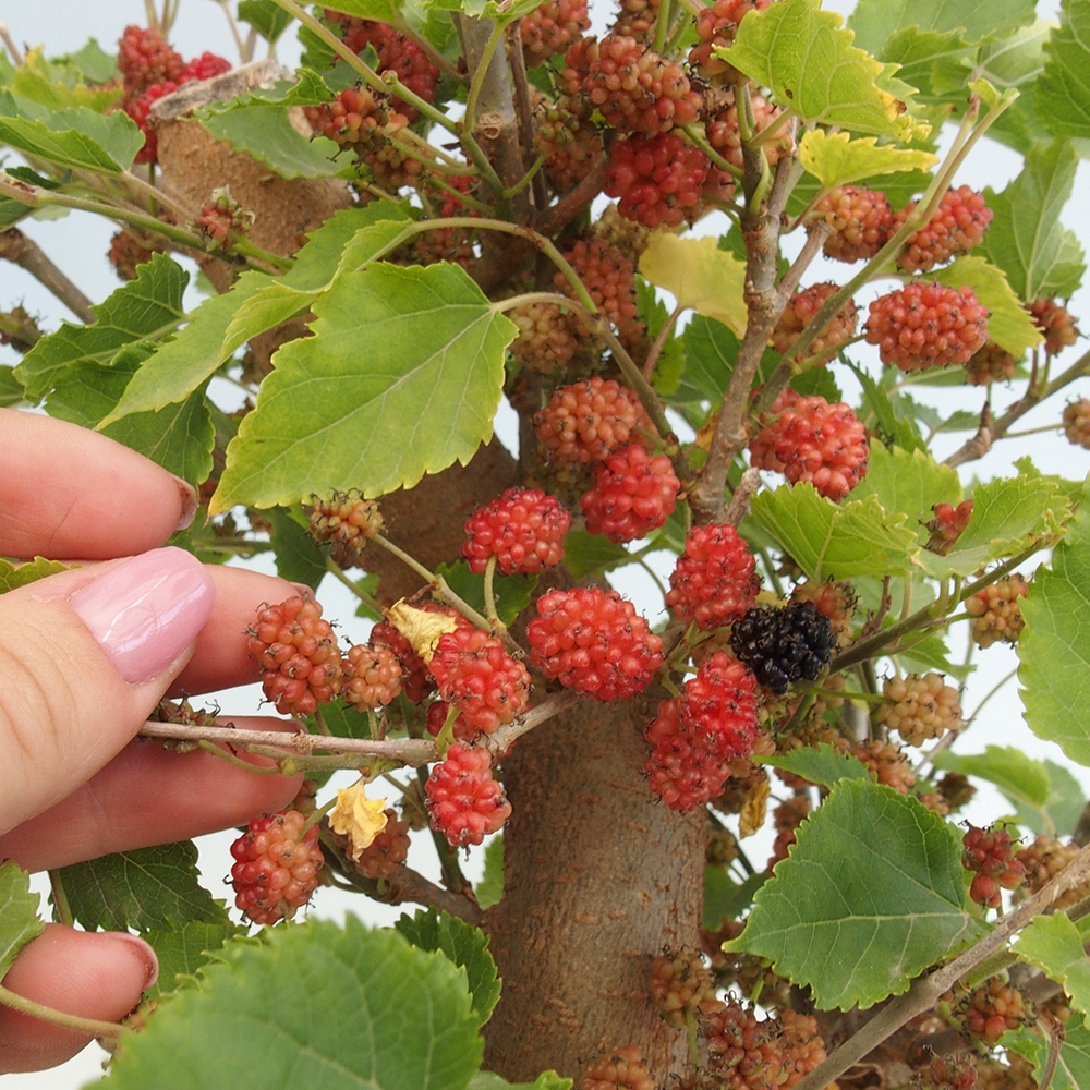 Outdoor bonsai - Morus alba - mulberry