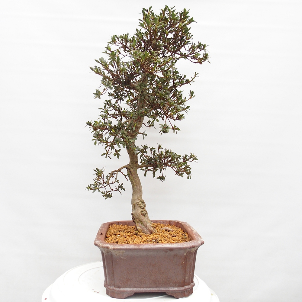 Outdoor bonsai - Japanese azalea - Azalea satsuki