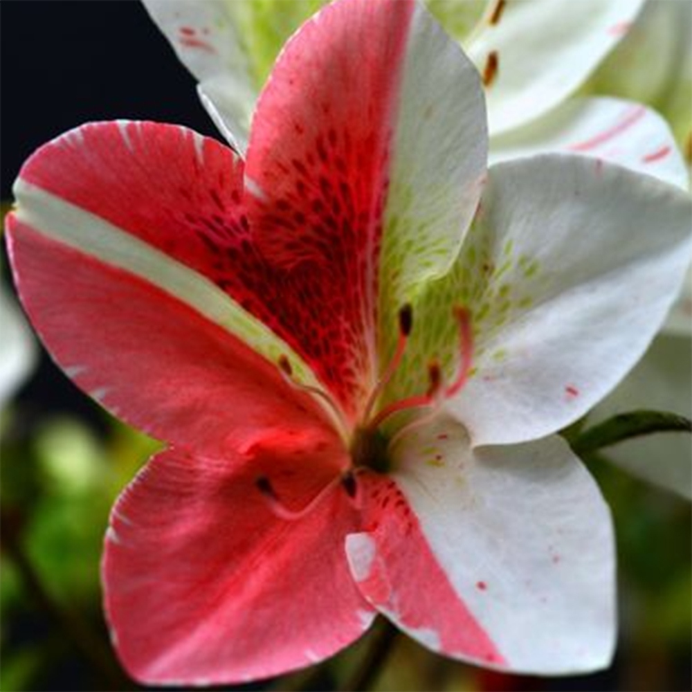 Outdoor bonsai - Japanese Azalea - Azalea Kisshoten