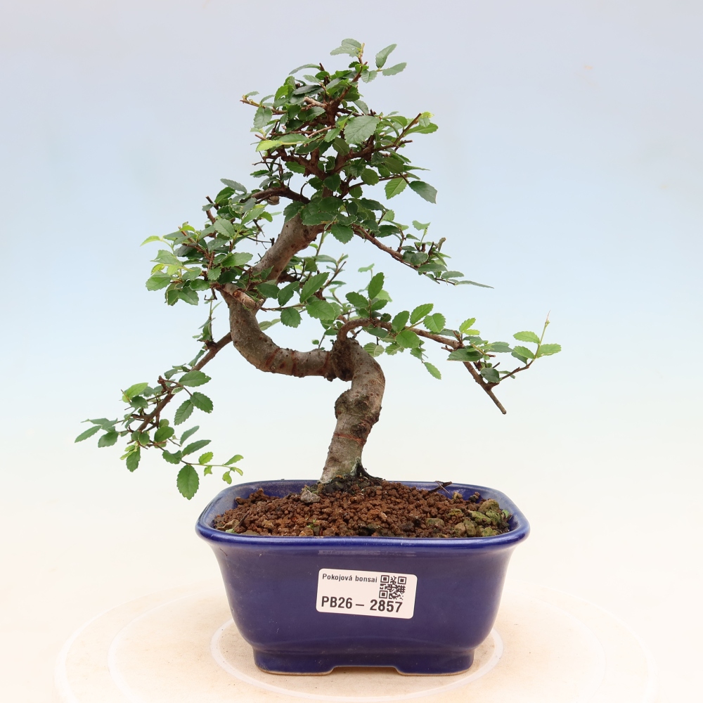 Room bonsai - Ulmus parvifolia - Small-leaved elm