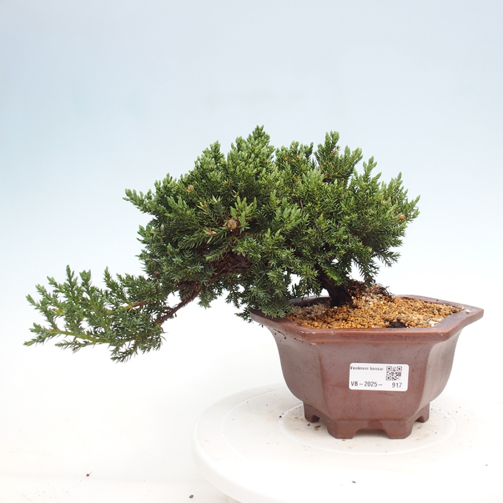 Outdoor bonsai - Juniperus procumbens - Prostrate Juniper