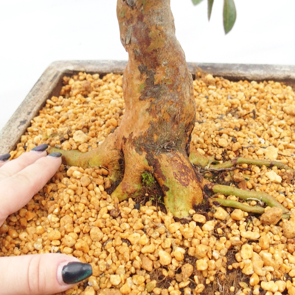 Outdoor bonsai - Japanese Azalea - Azalea Hanatsuzuri