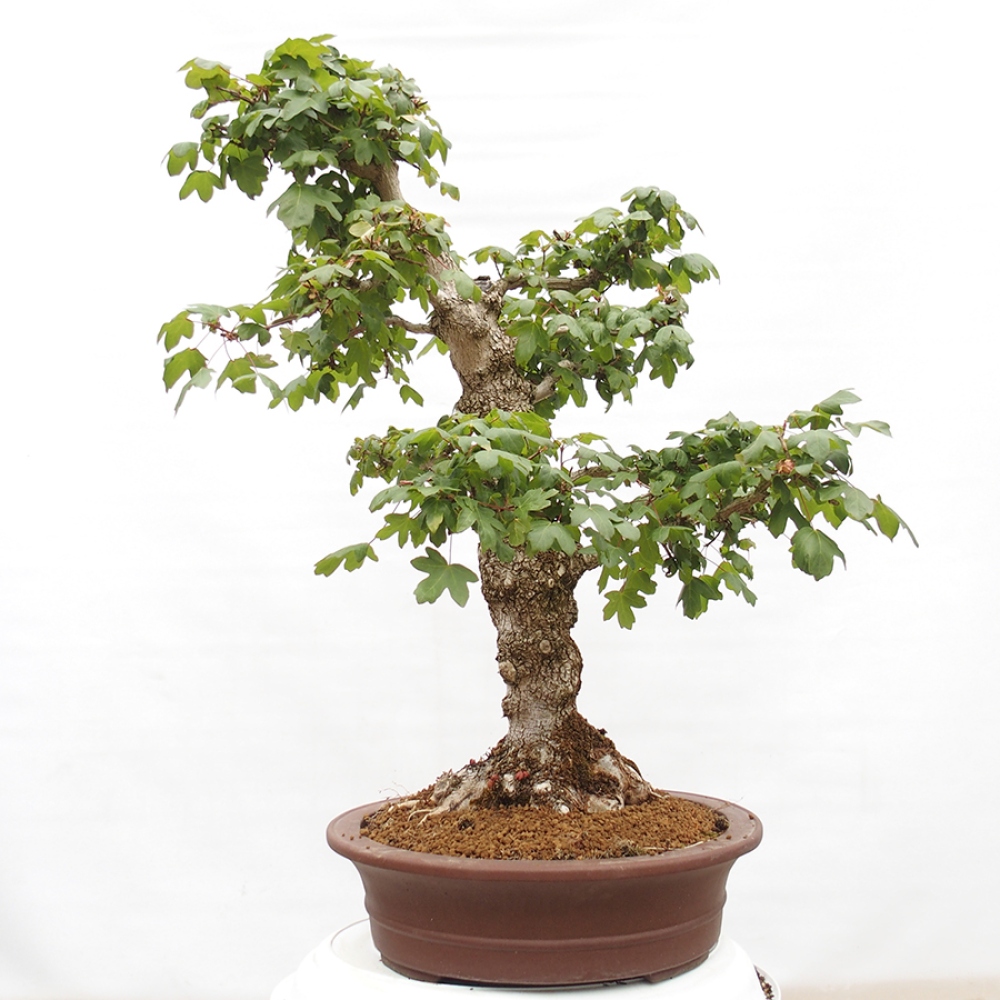 Outdoor bonsai - Baby maple - Acer campestre