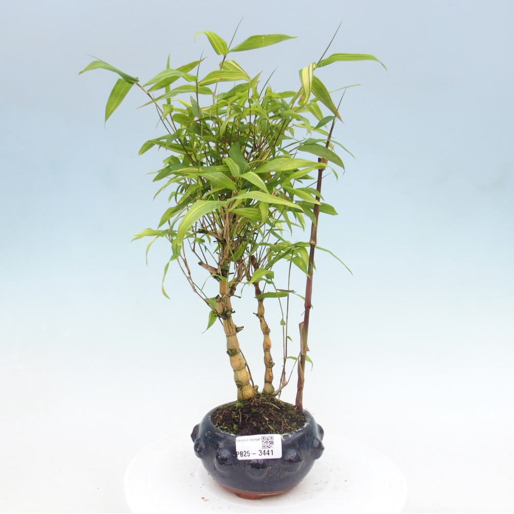 Room bonsai - Bamboo budha-Bamboo budha belly