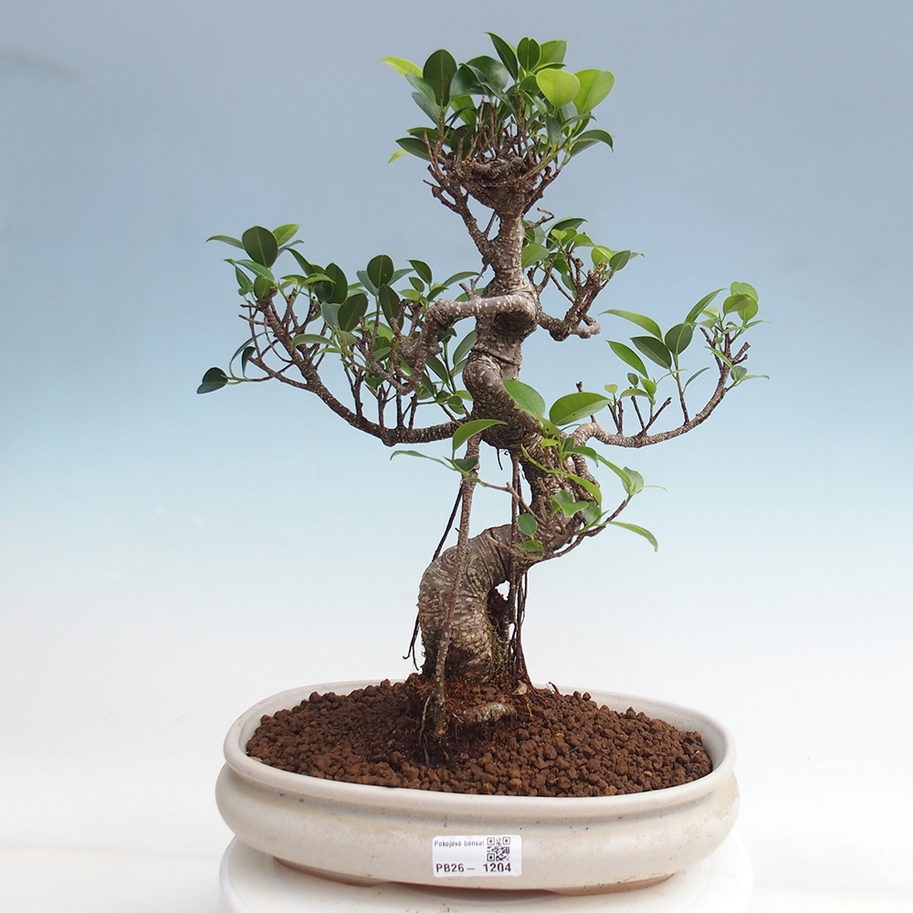 Room bonsai - Ficus kimmen - small-leaved ficus
