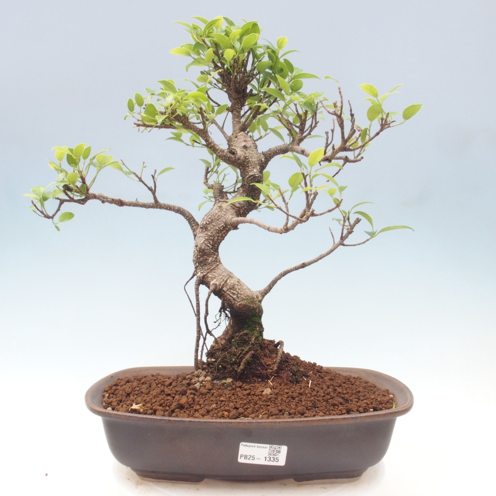 Indoor bonsai - Ficus kimmen - small-leaved ficus