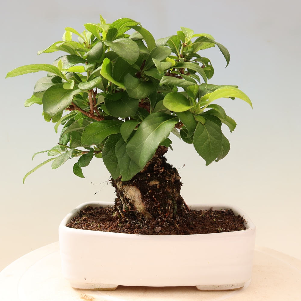 Outdoor bonsai - Celastrus orbiculatus