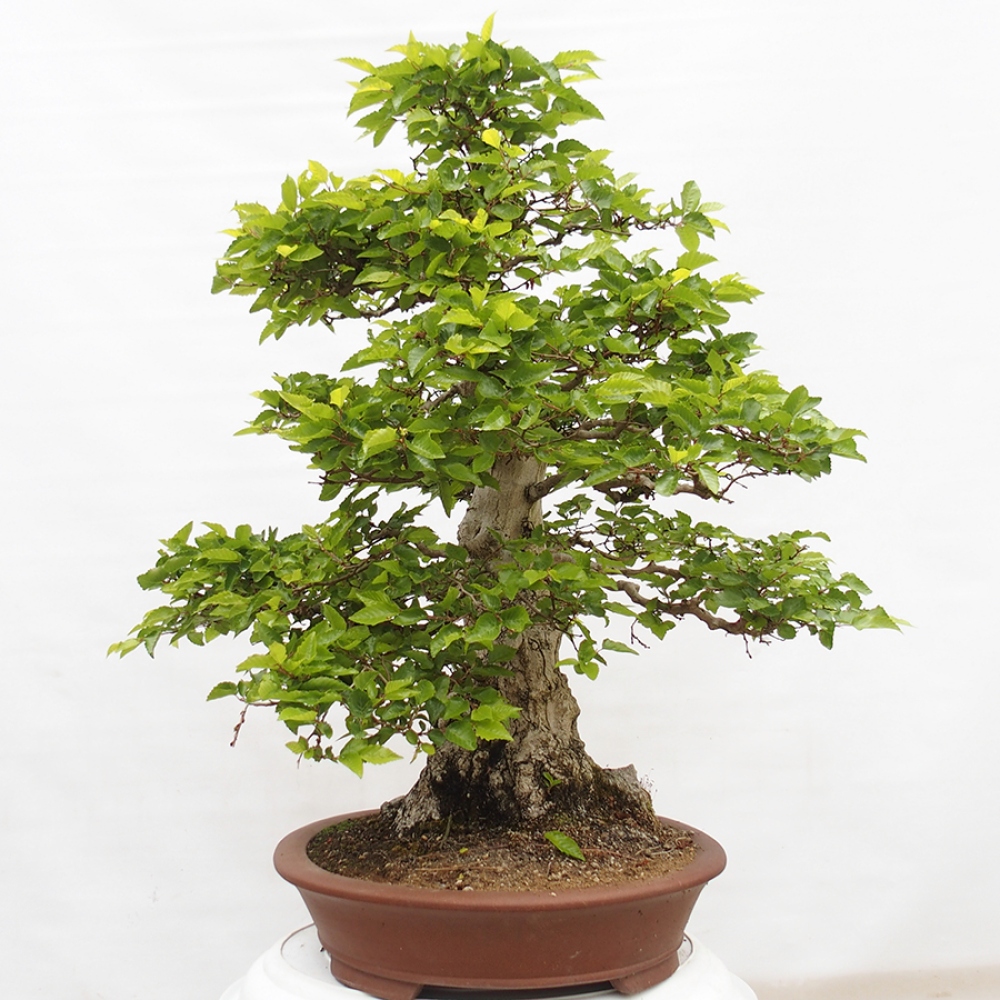 Outdoor bonsai -Carpinus CARPINOIDES - Korean hornbeam