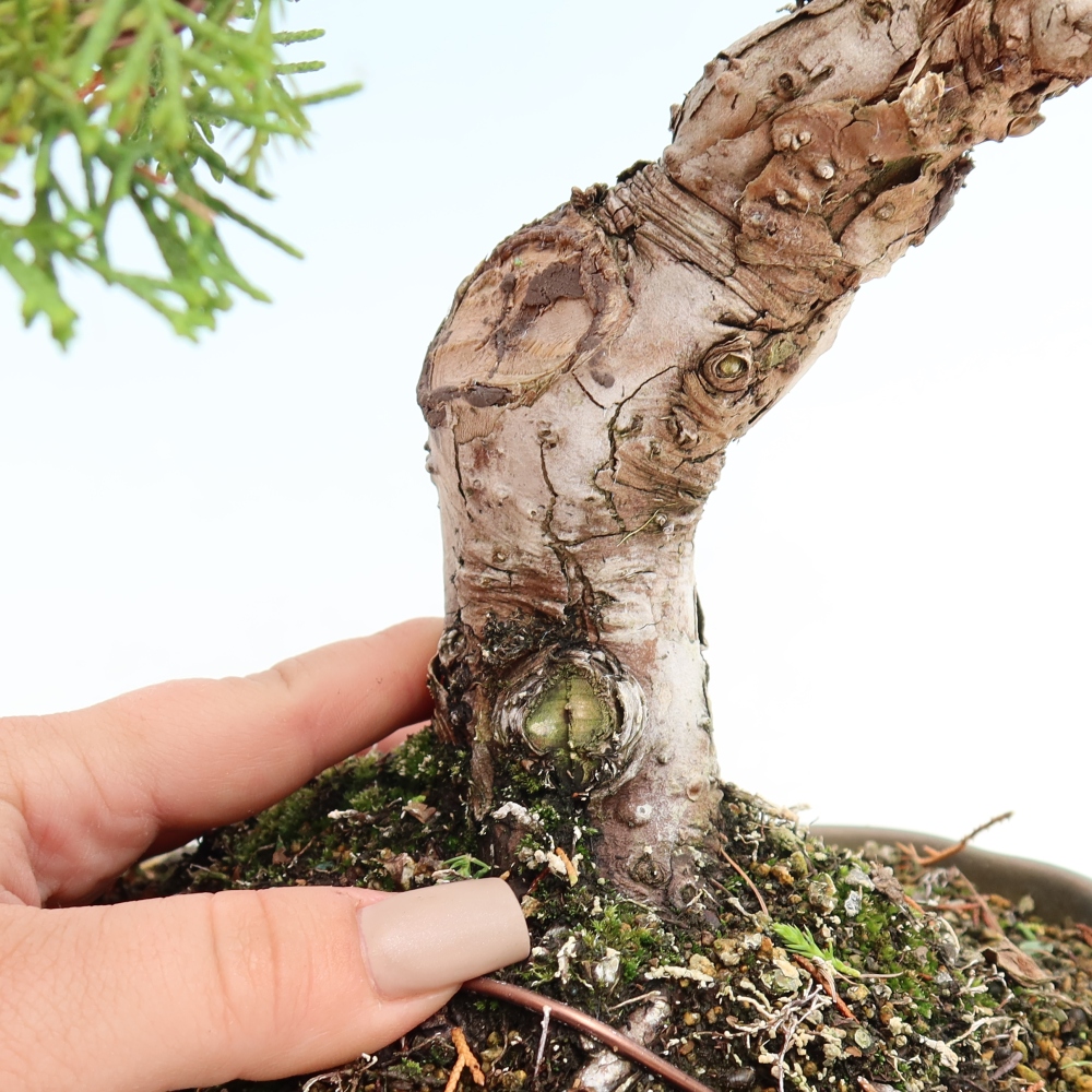 Outdoor Bonsai - Juniperus chinensis Itoigawa - Chinese Juniper