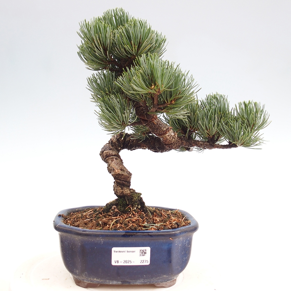 Outdoor bonsai - Pinus parviflora - Small pine tree