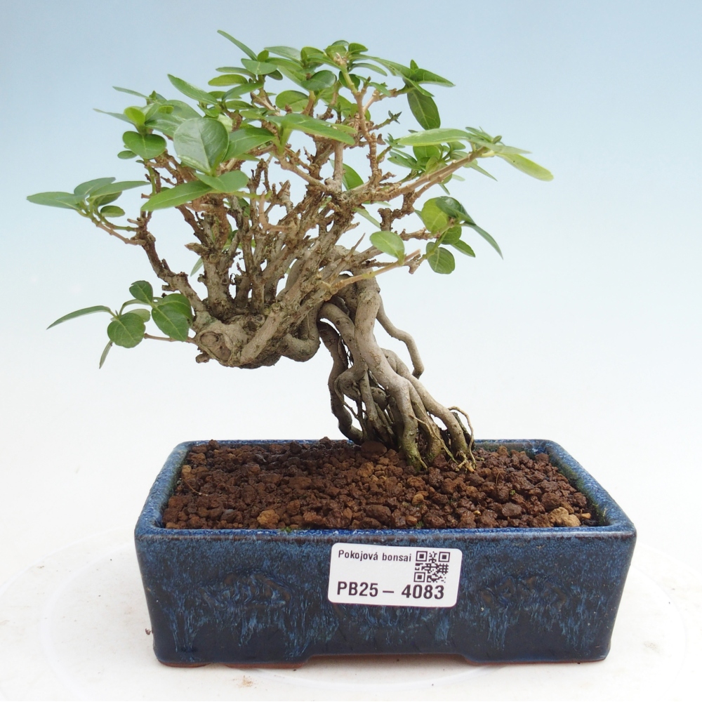 Indoor bonsai - Premna serratifolia - Kozlovňa malolistá