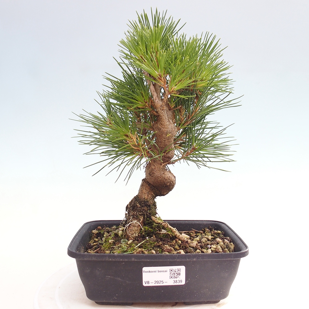 Outdoor bonsai - Pinus thunbergii - Thunberg pine