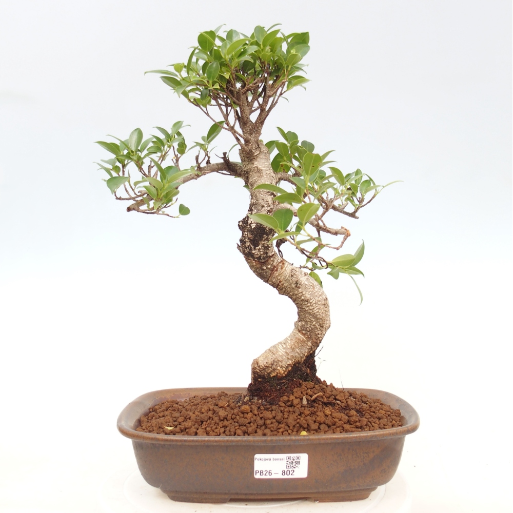 Room bonsai - Ficus kimmen - small-leaved ficus