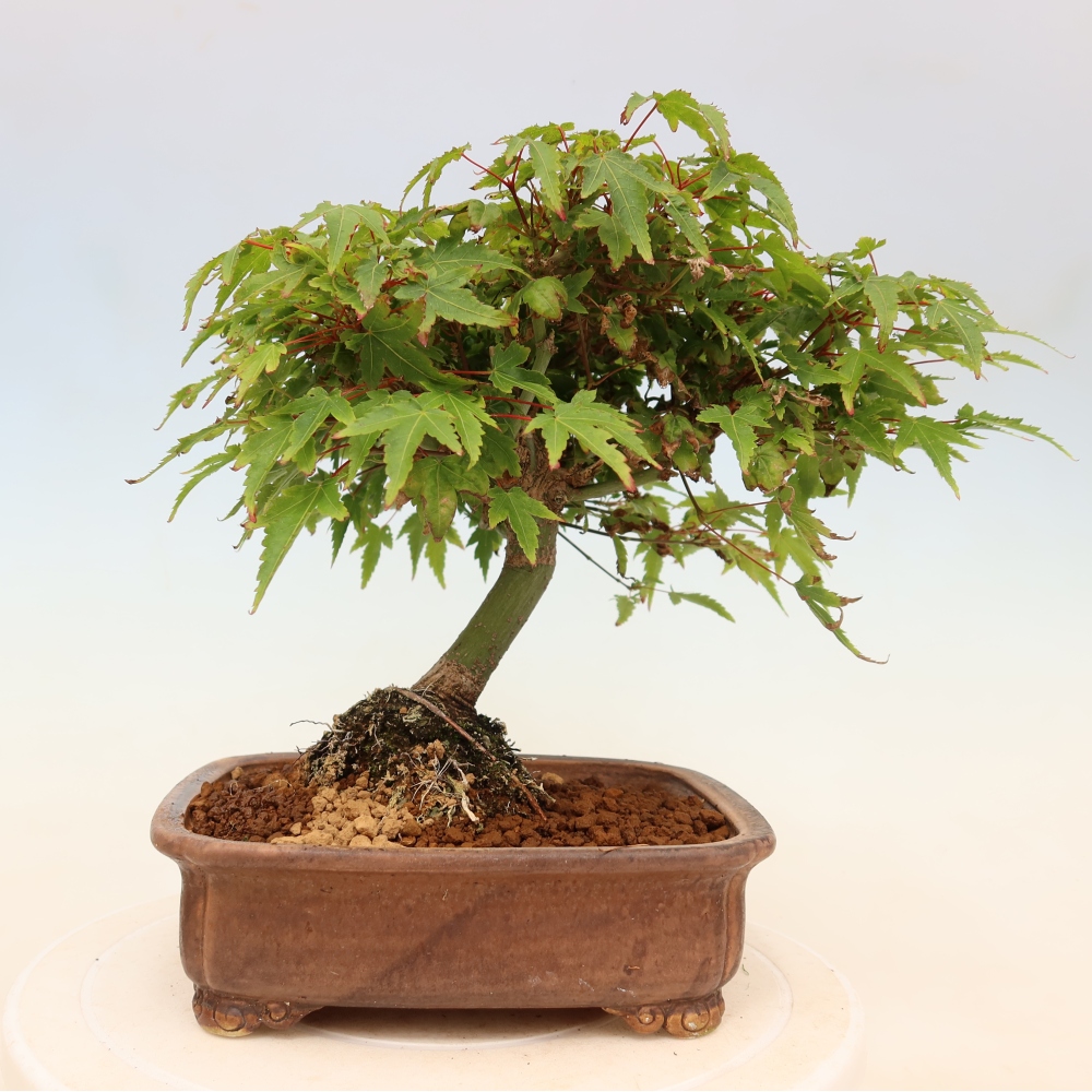 Acer palmatum KIOHIME - Palmetto maple