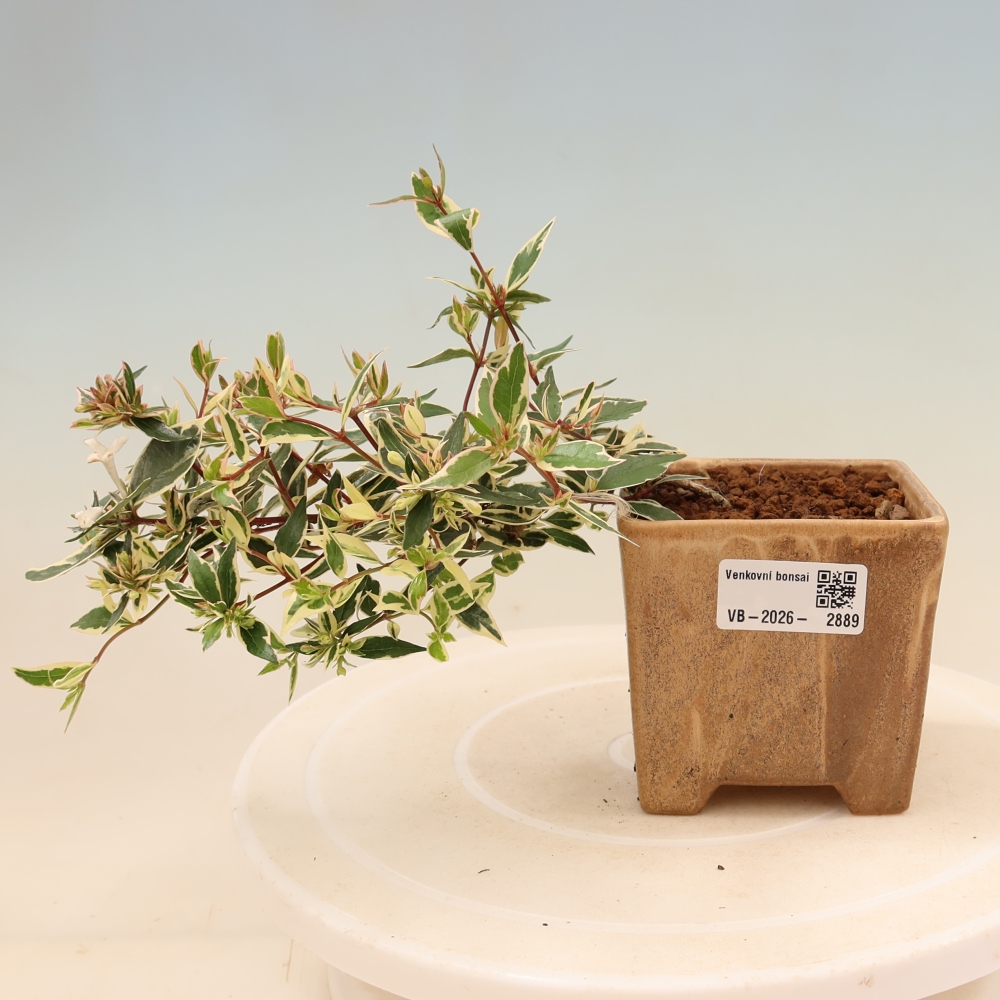 Outdoor Bonsai - Abelia gr. Confetti - Large-flowered Abelia