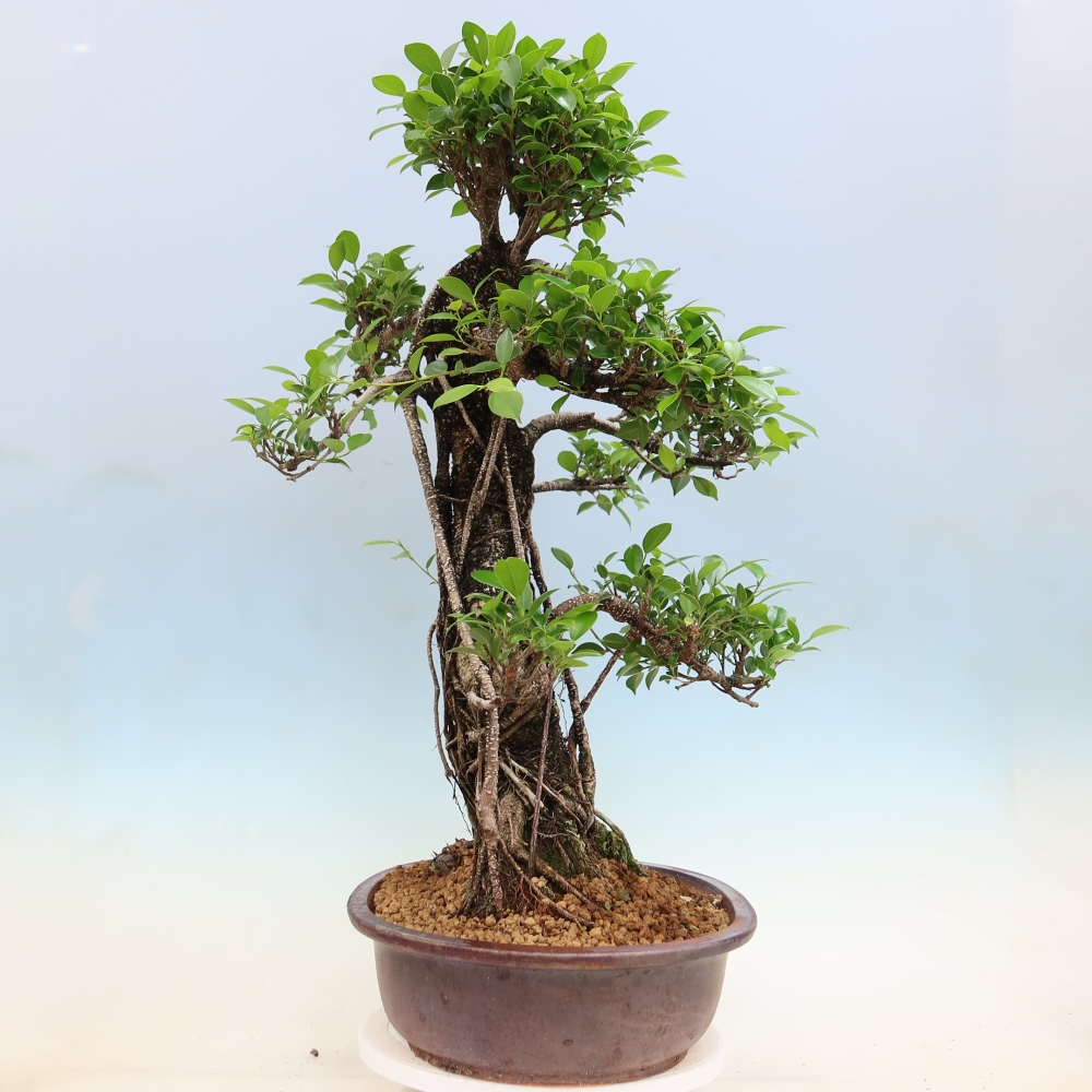 Room bonsai - Ficus kimmen - small-leaved ficus