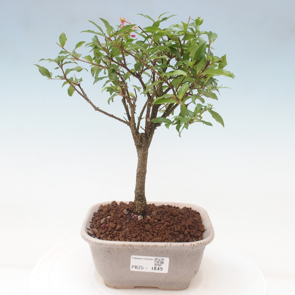 Room bonsai - Malpighia coccigera- Barbdorian cherry