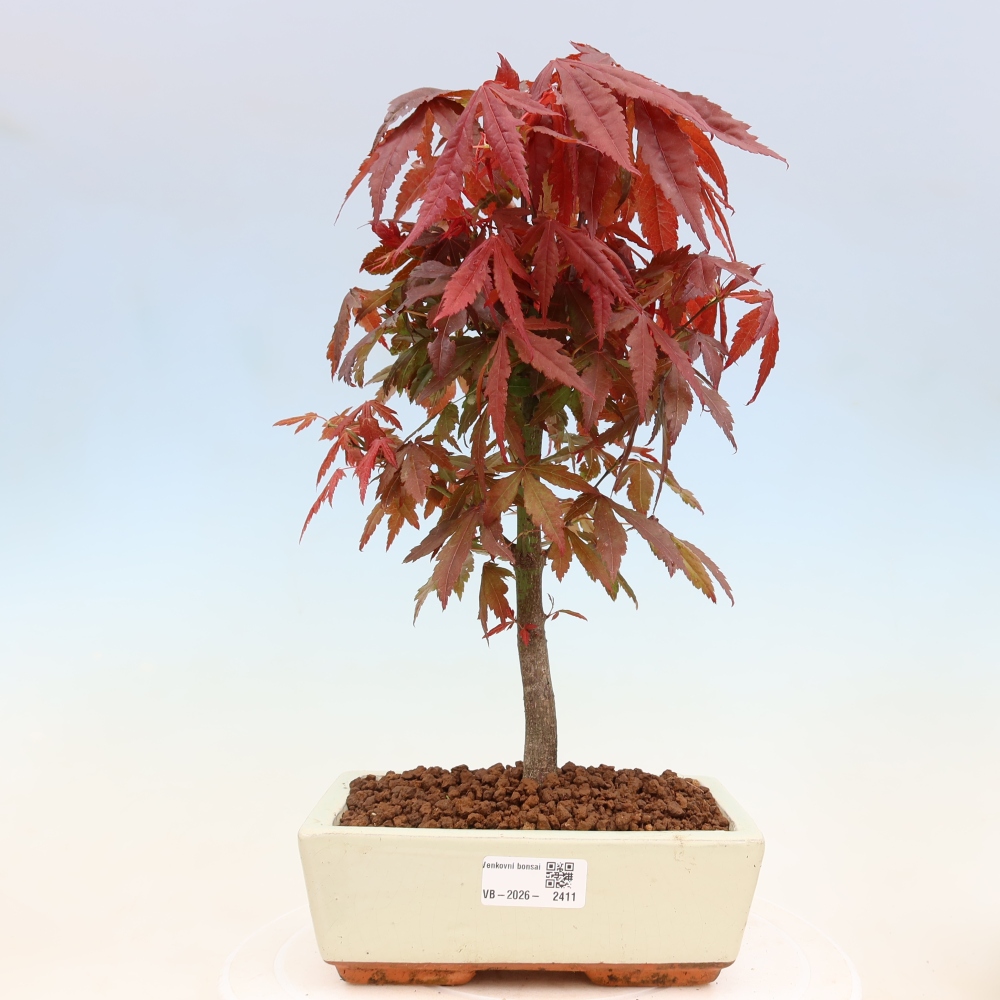 Outdoor bonsai - Acer palm. Atropurpureum-Javor palmate