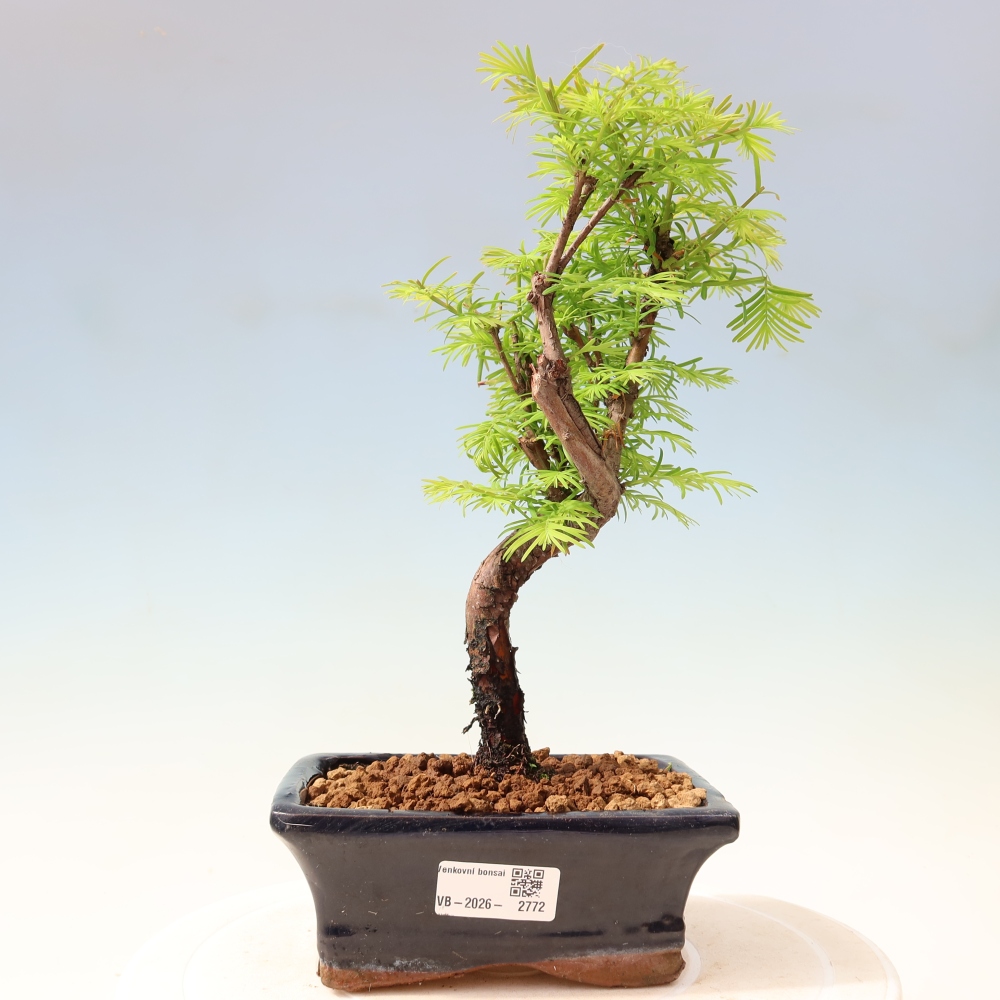 Outdoor bonsai - Metasequoia glyptostroboides - Chinese Metasequoia