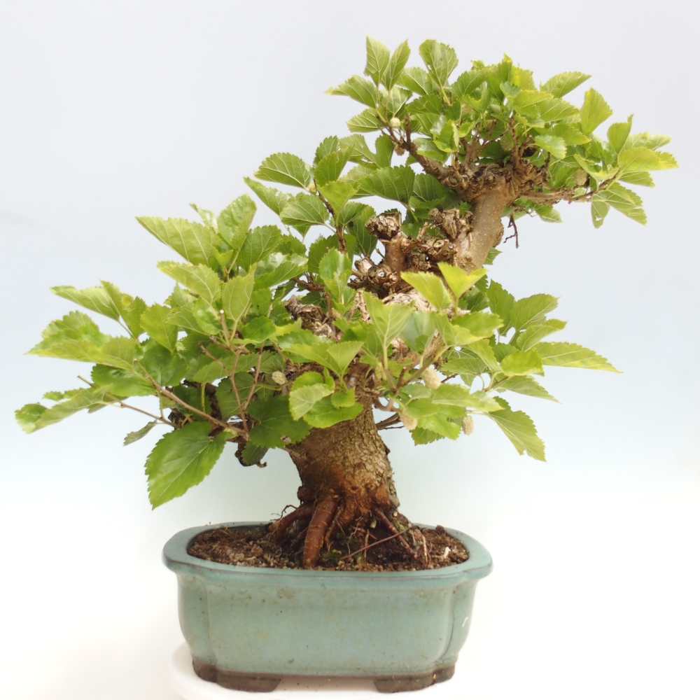 Outdoor bonsai - Morus alba - mulberry