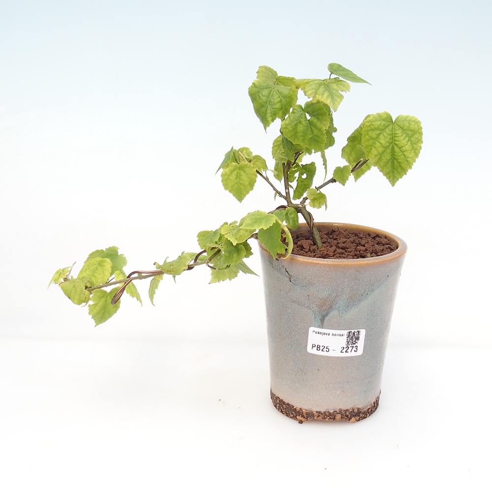 Indoor bonsai - Abutilon Big Bell - River cloudberry