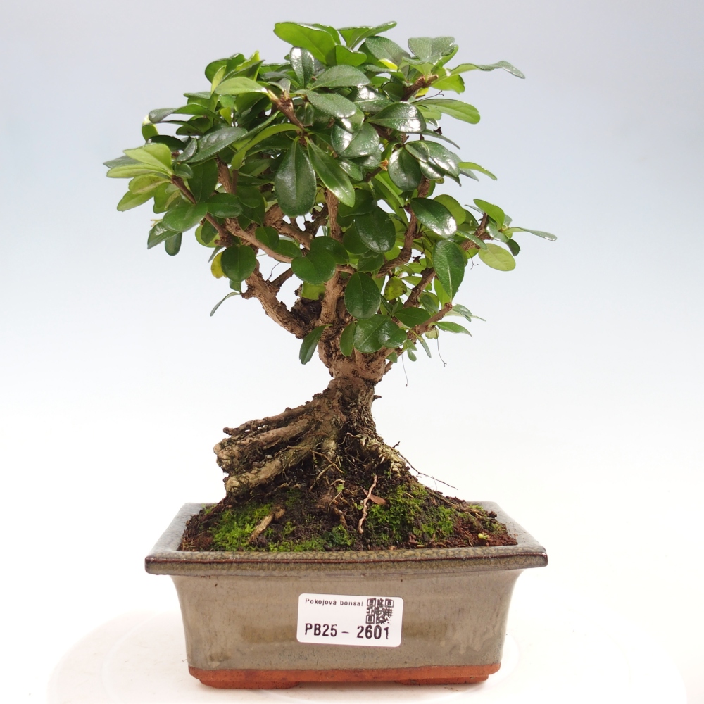 Indoor bonsai - Carmona macrophylla - Fuki tea