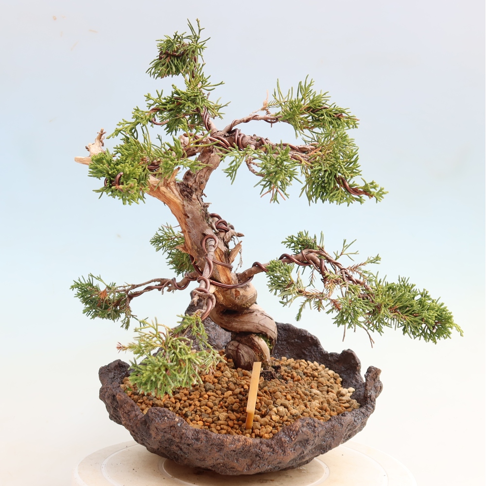 Outdoor Bonsai - Juniperus chinensis Itoigawa - Chinese Juniper