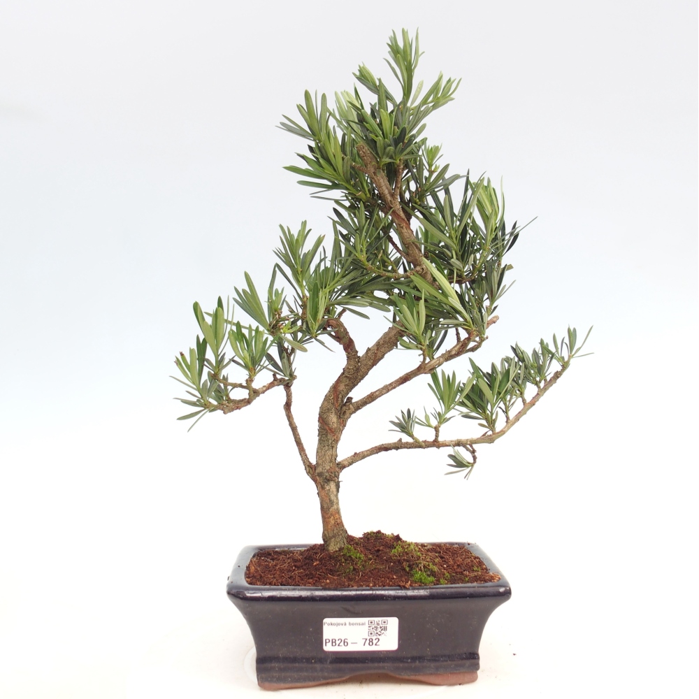 Indoor bonsai - Podocarpus - Stone thous