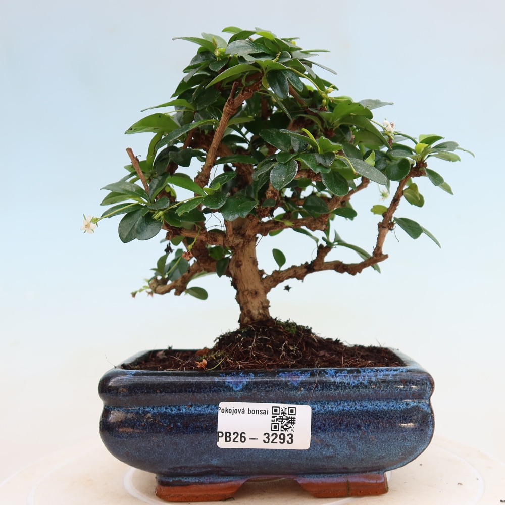 Room bonsai - Carmona macrophylla - Tea fuki