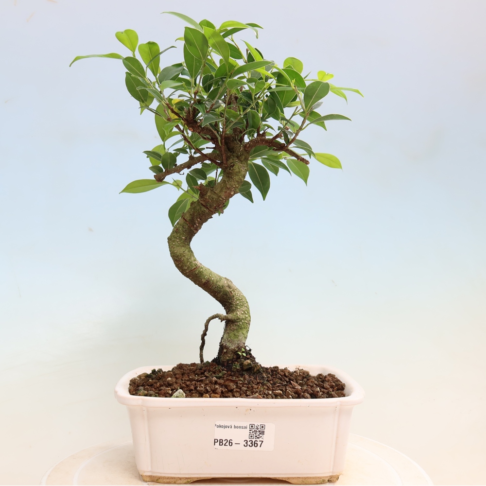 Room bonsai - Ficus kimmen - small-leaved ficus