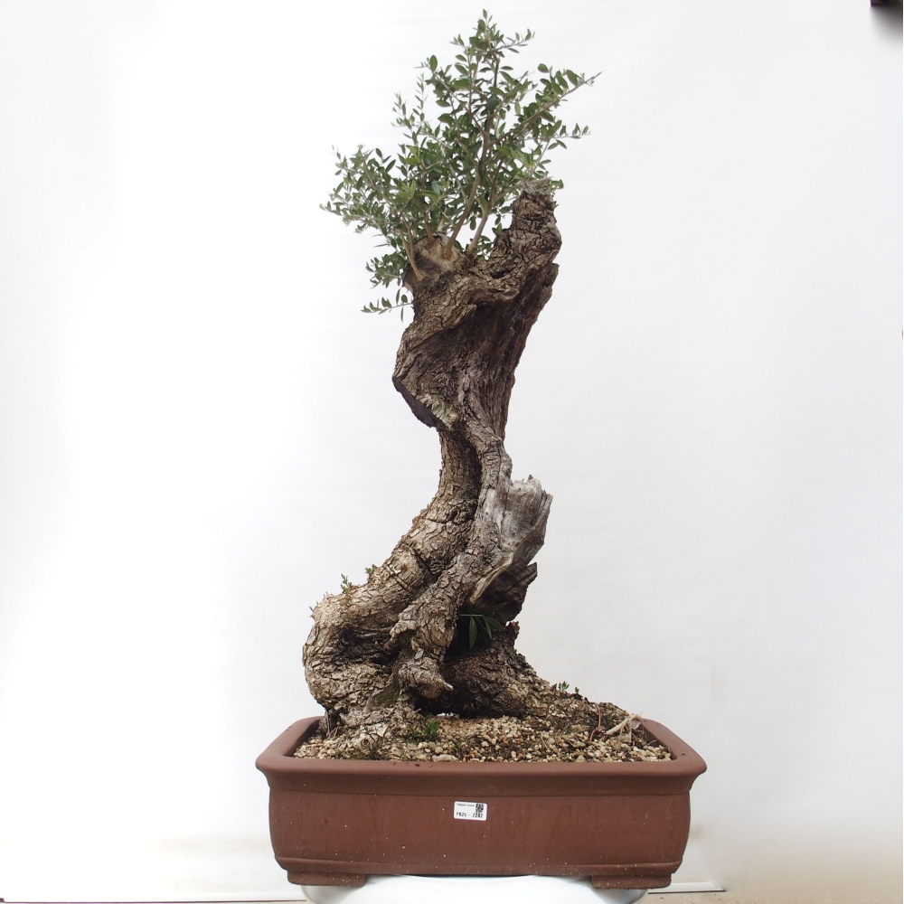 Indoor bonsai - Olea europaea sylvestris - European small-leaved olive oil