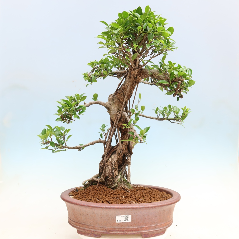 Room bonsai - Ficus kimmen - small-leaved ficus