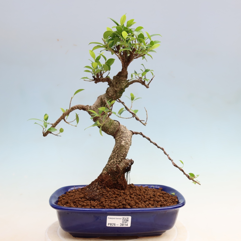Room bonsai - Ficus kimmen - small-leaved ficus