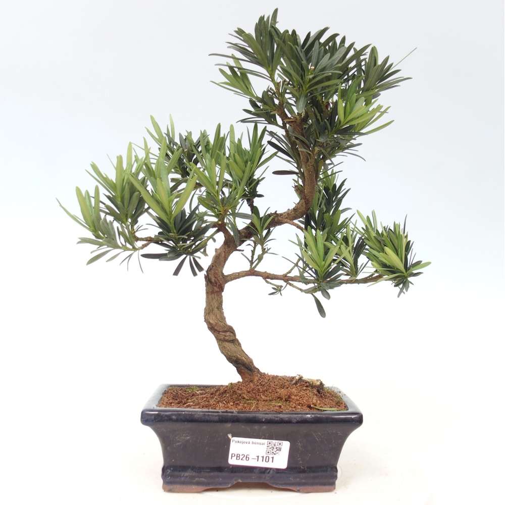 Room bonsai - Podocarpus - Stone Yew