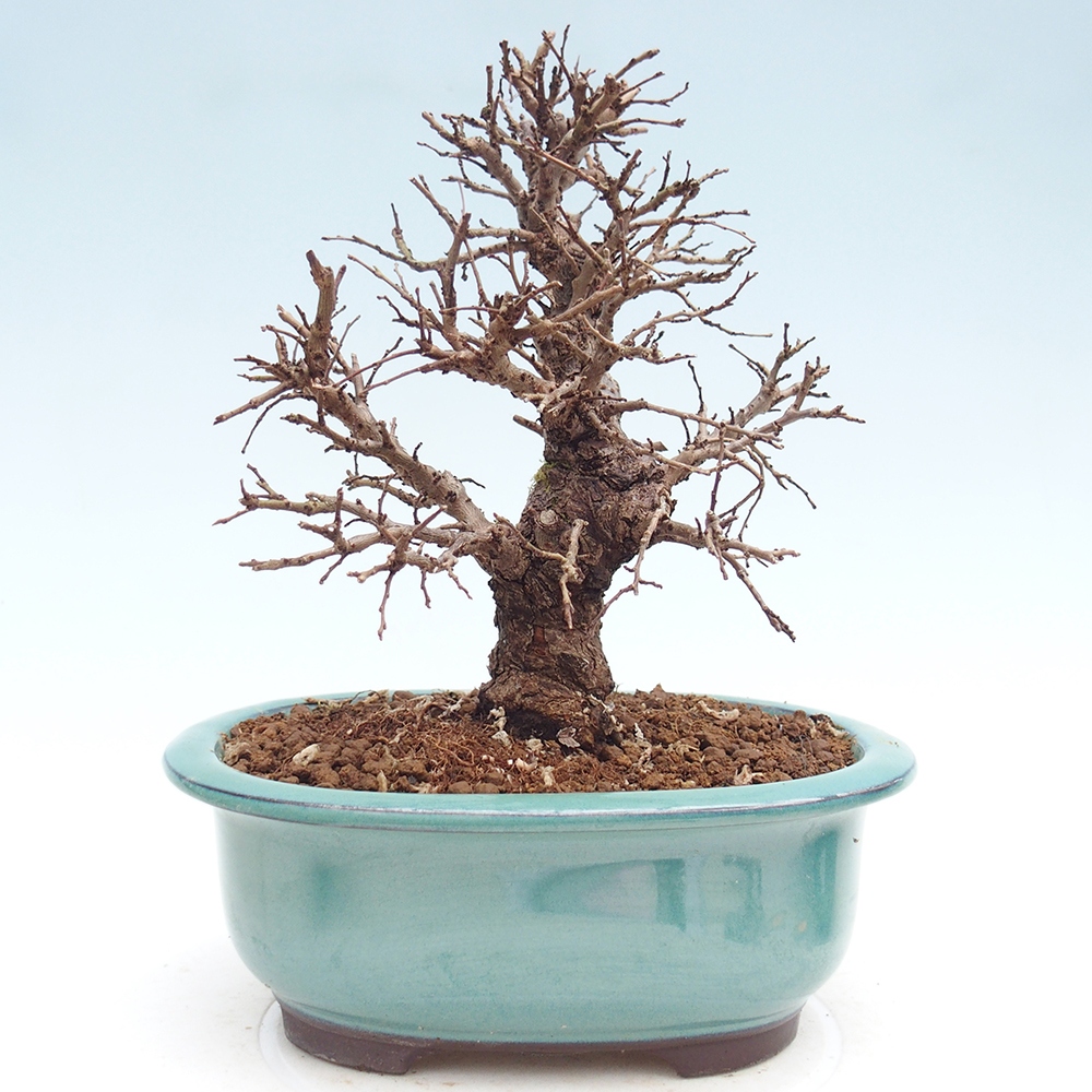 Outdoor bonsai - Zelkova - Zelkova NIRE