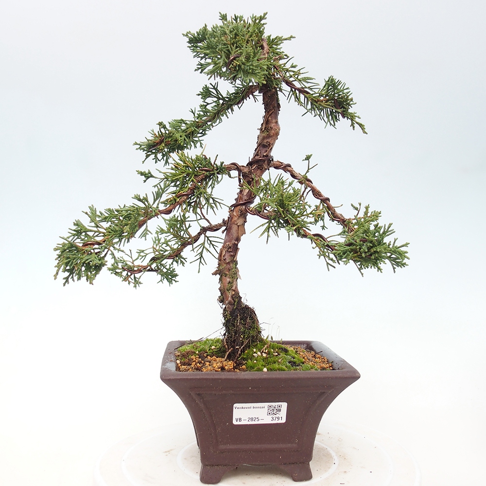 Outdoor bonsai - Juniperus chinensis Kishu