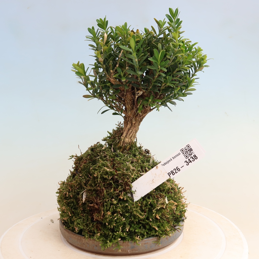 Kokedama with a saucer - Buxus harlandii - Cork Boxwood  