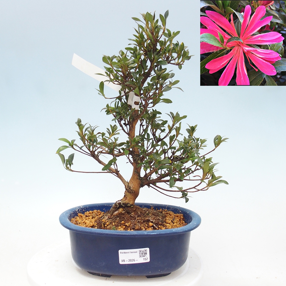 Outdoor bonsai - Japanese Azalea - Azalea HANABIN