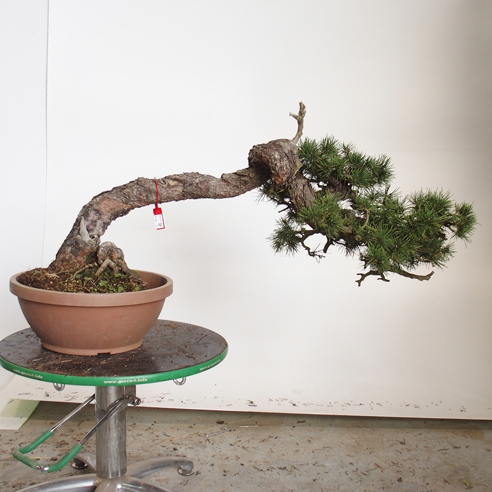 Yamadori - Pinus sylvestris Spain