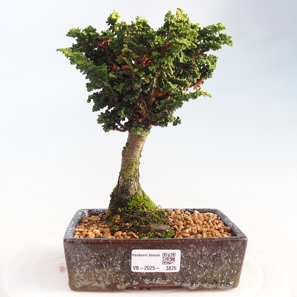 Outdoor bonsai - Cham. obtusa SEKKA HINOKI - Cypress