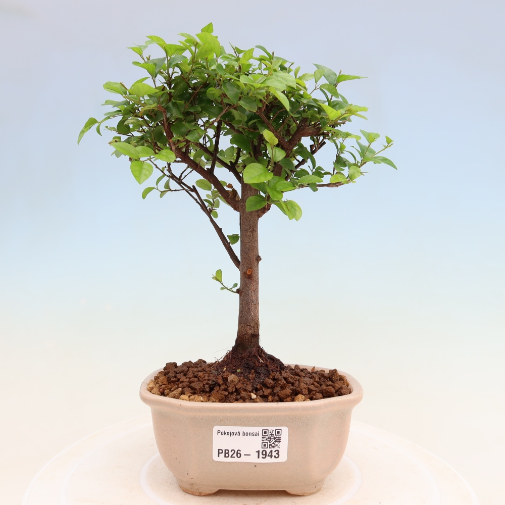 Room bonsai - Sageretia thea - Sageretia thea
